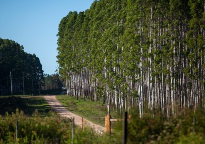 Bioeconomía de base forestal4