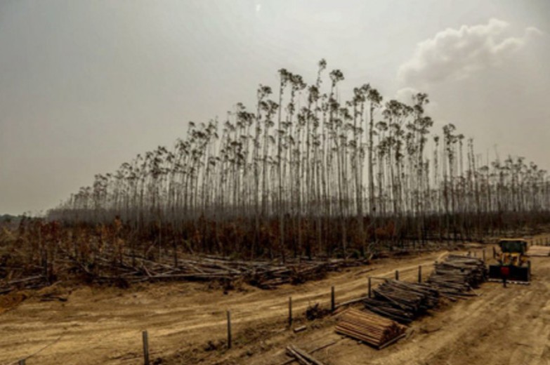 Deforestación