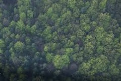 Deforestación Cero