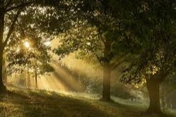 Día Internacional de los Bosques
