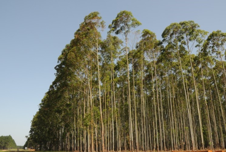 Forestal Maderero