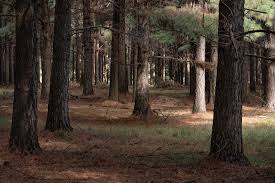 Lo que el árbol le deja al suelo