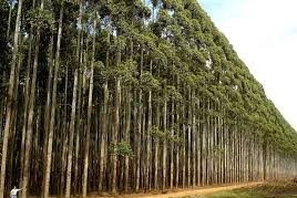 Paraguay inversión foresta