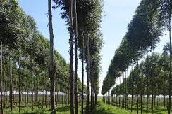 Paraguay exportaciones forestales