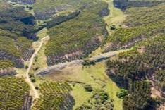 Sector forestal3