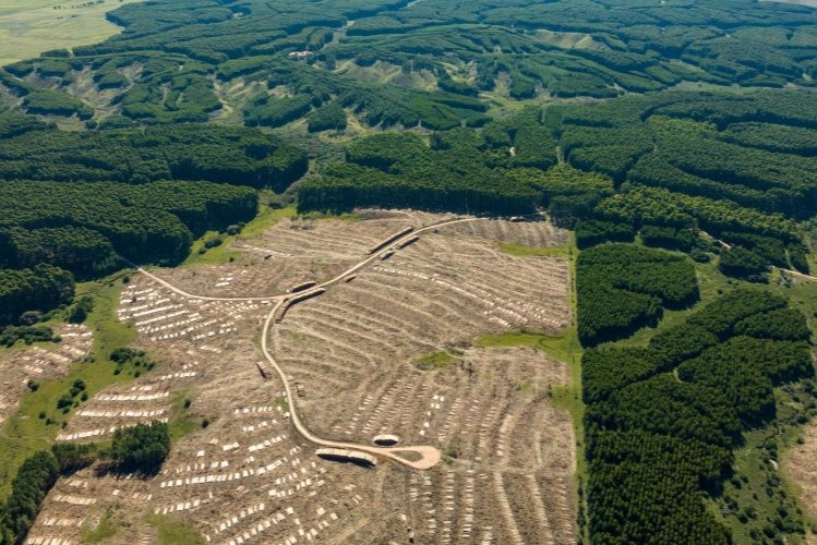 Suelos forestales