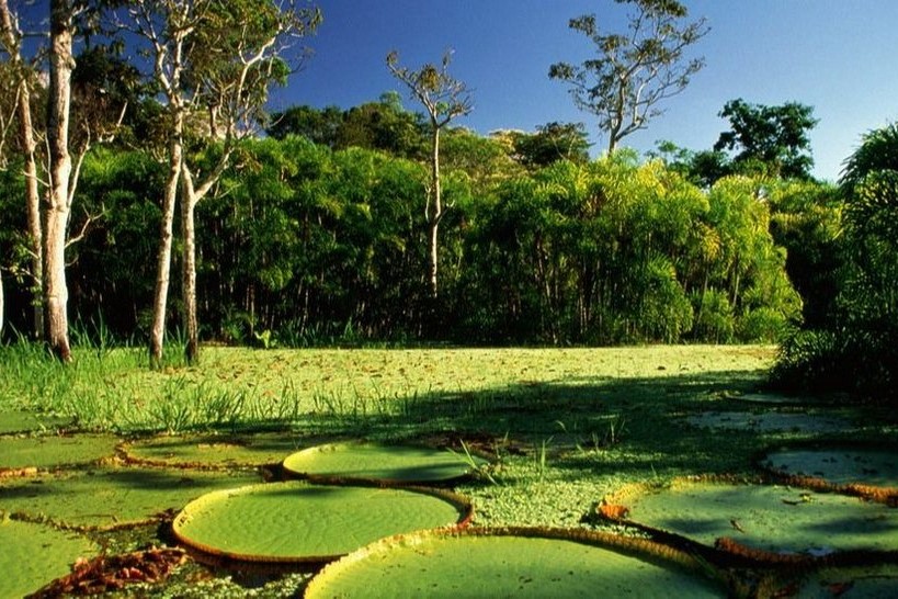 arboles peligra