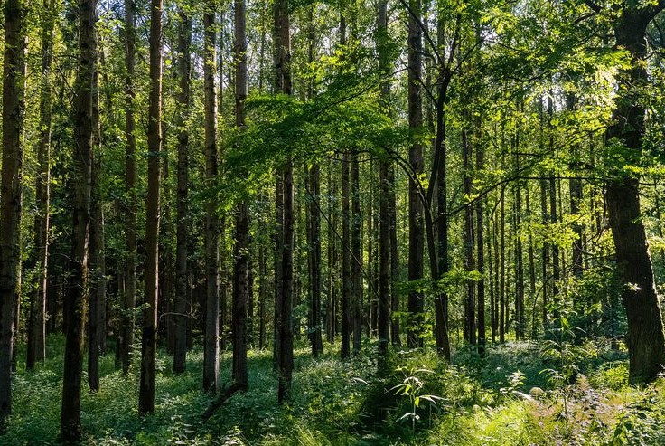 Cuántos árboles hay en el mundo? - Servicio de Prensa Forestal