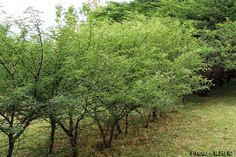 Acacia nilotica