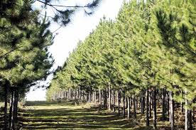 PINOS FORESTAL