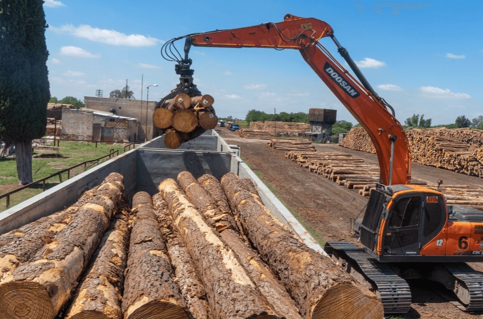 tren cargas madera forestal3