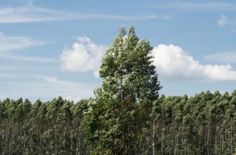 banco forestal