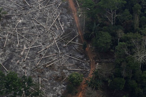 amazonia brasil