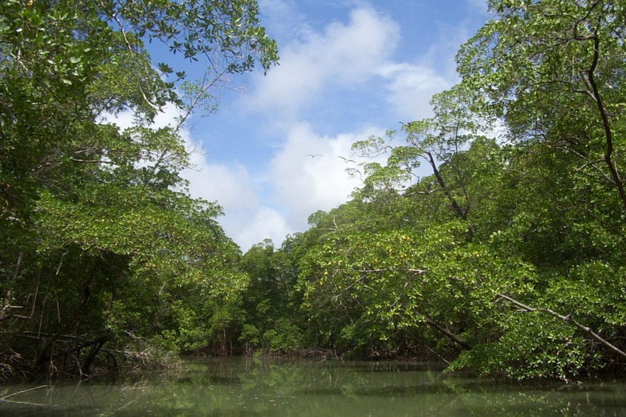 deforestación de Amazonia