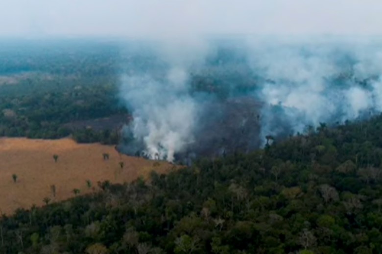 forestacion amazonia