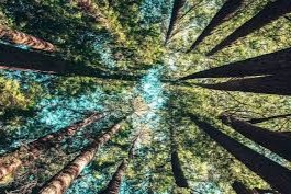calificó riesgo de deforestaciónjpg
