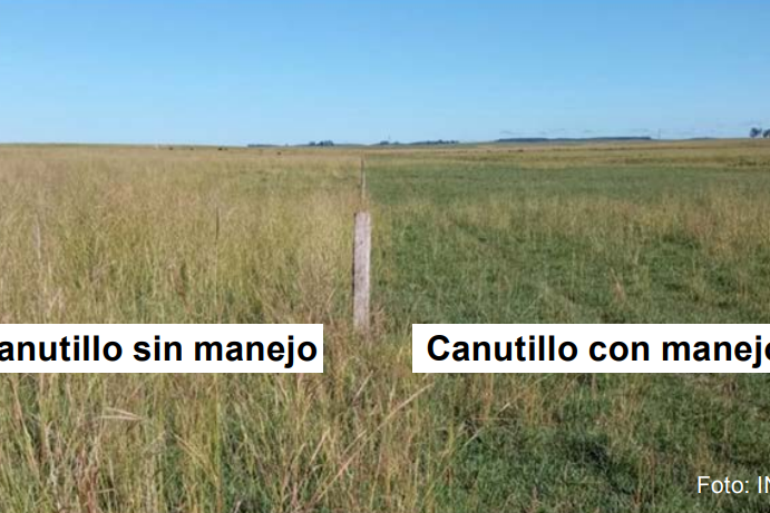 canutillo INIA