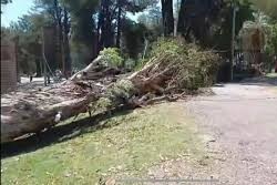 caída de enorme árbol