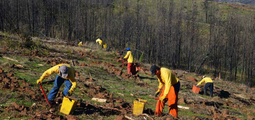 Forestal cop25