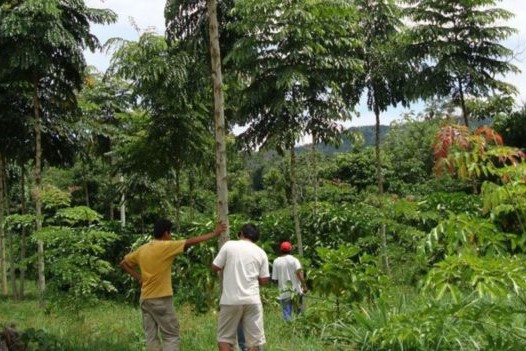 Zonificacion Forestal del Peru