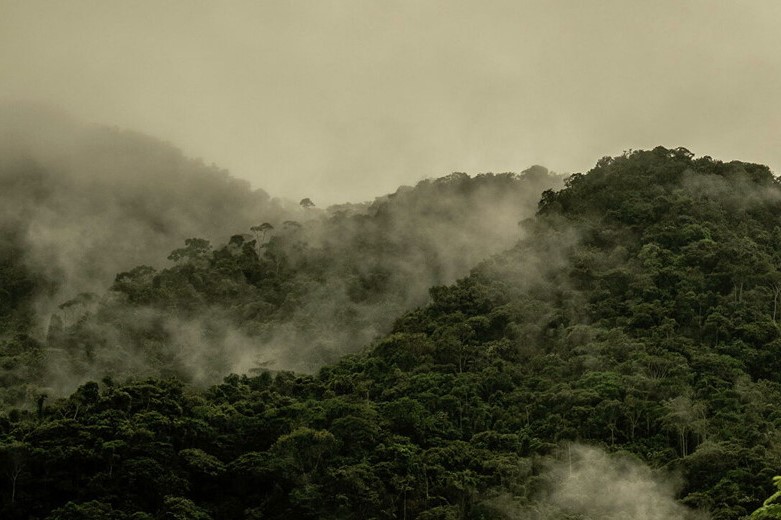 bosques colombianos