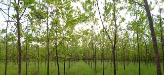 plantaciones forestales