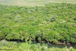 conservación de los bosques