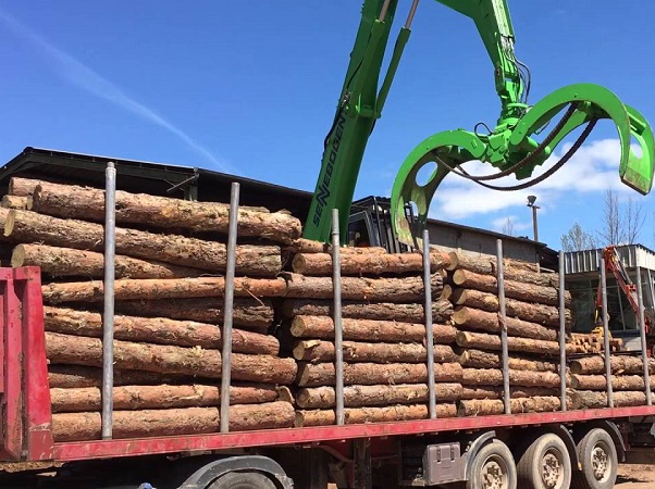 crecimiento forestal