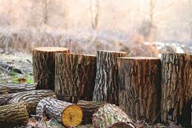 deforestación importada