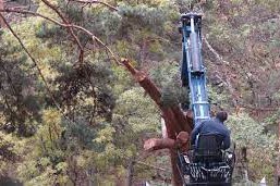 Foro de Bosques y Cambio Climático