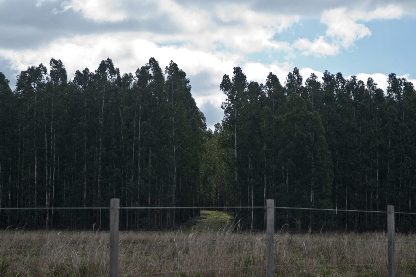 fideicomiso forestal