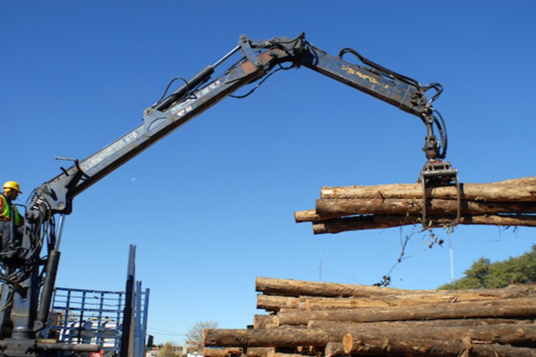 forestal neozelandesa