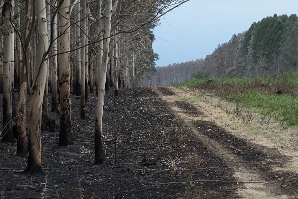 forestalesy