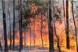 incendios forestales y de campo