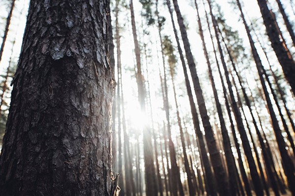 innovacion forestal