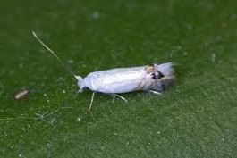 la polilla del álamojpg