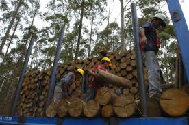 riesgo de deforestacióno