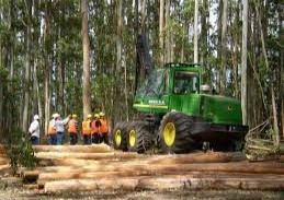 sector forestal