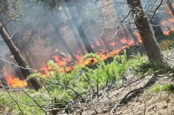 Argentina forestal