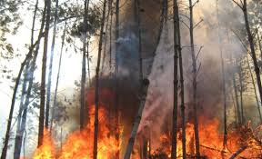 argentino causó el incendio