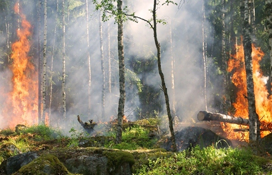 incendio forestal 