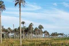 Montes del Plata conservación de palmaresr