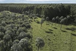 Montes del Plata distinguida en la COP16t