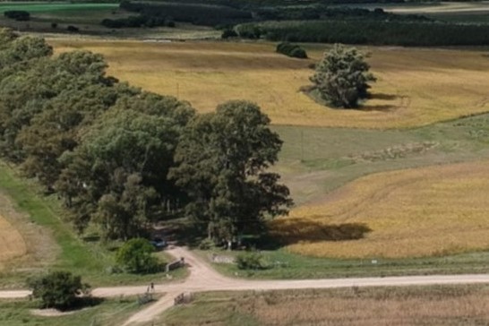 forestal monte del plata