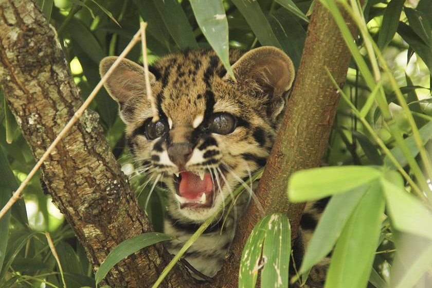 margay leopardos