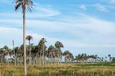 palmera monteplata