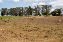 Brasil enfrenta la peor sequía4