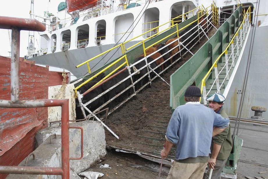 embarque ganado puerto