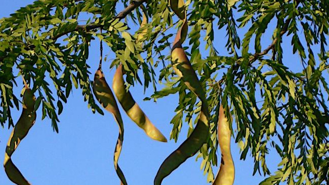 acacia negra